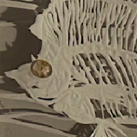 detail of Bone Magic thumbnail
